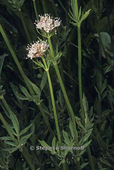 valeriana californica 6 graphic